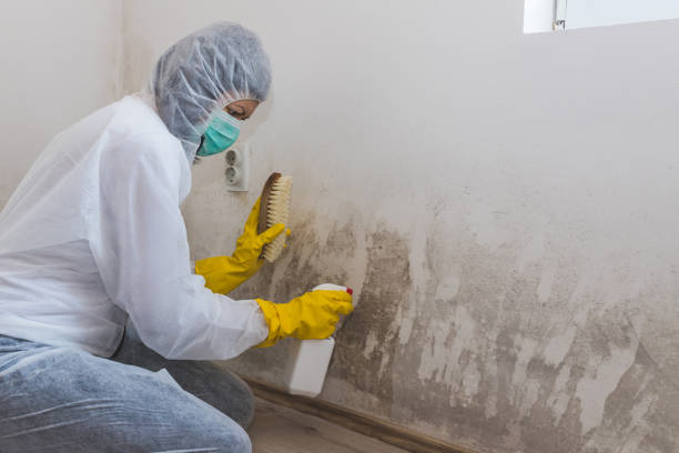 Best Commercial Mold Removal  in Zachary, LA