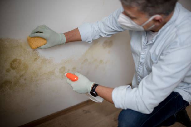 Best Black Mold Removal  in Zachary, LA