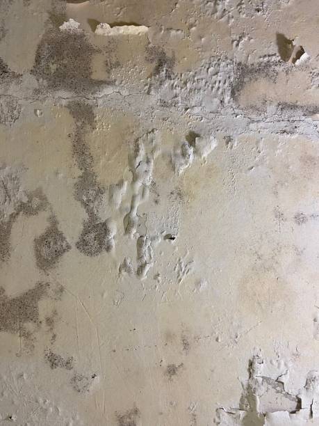 Best Same-Day Mold Removal  in Zachary, LA