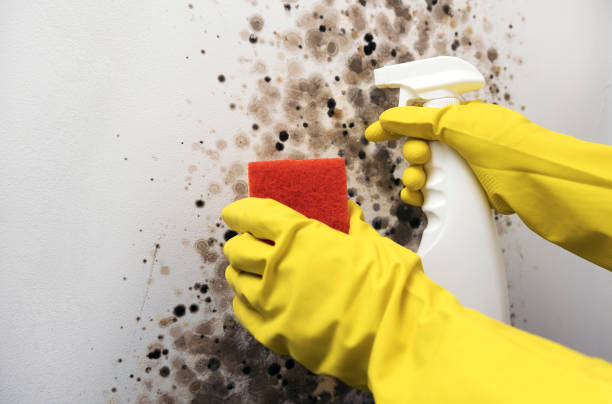 Best Attic Mold Removal  in Zachary, LA