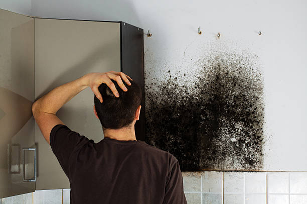 Best Certified Mold Removal  in Zachary, LA