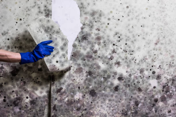 Trusted Zachary, LA Mold Removal Experts